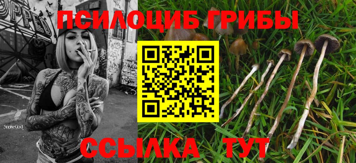 Псилоцибиновые грибы Cubensis Полысаево